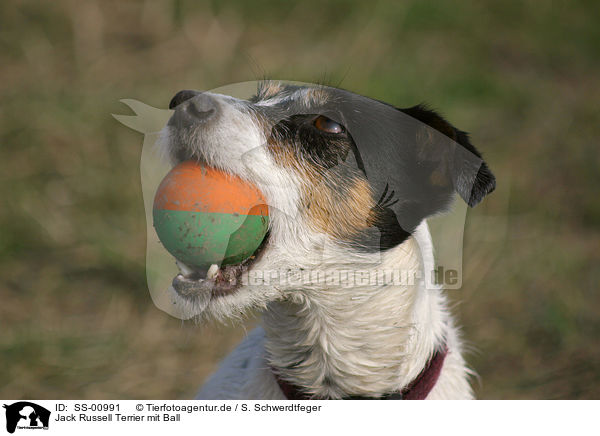 Jack Russell Terrier mit Ball / Jack Russell Terrier with ball / SS-00991