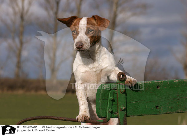 junger Jack Russell Terrier / SS-02481