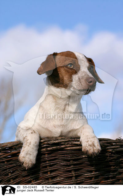 junger Jack Russell Terrier / young Jack Russell Terrier / SS-02485