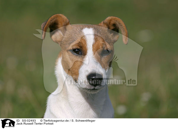 Jack Russell Terrier Portrait / Jack Russell Terrier Portrait / SS-02493