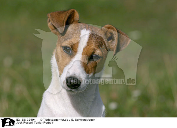 Jack Russell Terrier Portrait / Jack Russell Terrier Portrait / SS-02494