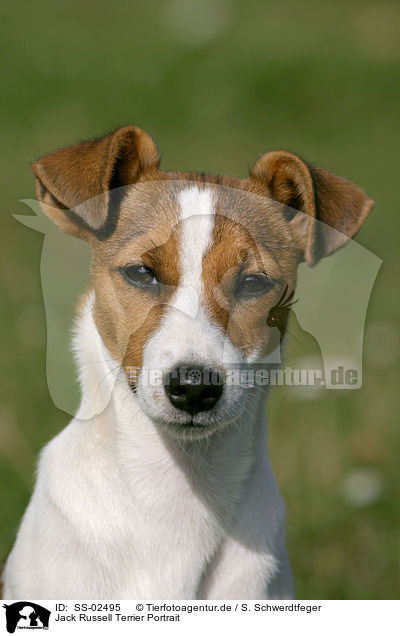 Jack Russell Terrier Portrait / Jack Russell Terrier Portrait / SS-02495