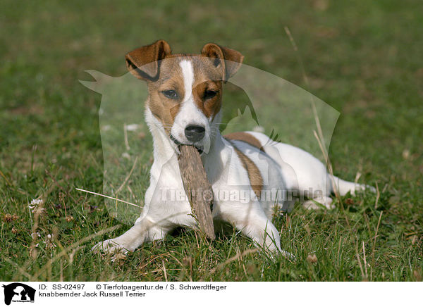 knabbernder Jack Russell Terrier / gnawing Jack Russell Terrier / SS-02497