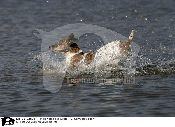 rennender Jack Russell Terrier / running Jack Russell Terrier / SS-02501