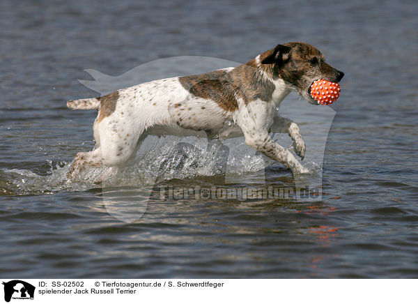 spielender Jack Russell Terrier / playing Jack Russell Terrier / SS-02502