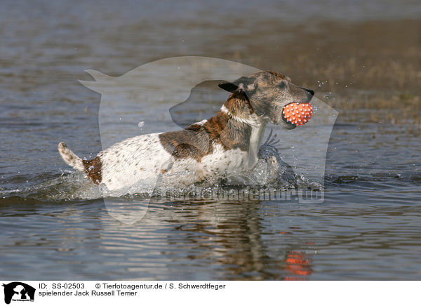 spielender Jack Russell Terrier / playing Jack Russell Terrier / SS-02503