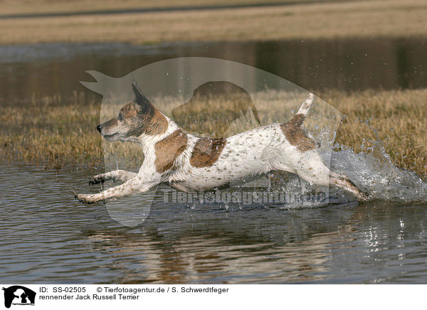 rennender Jack Russell Terrier / running Jack Russell Terrier / SS-02505