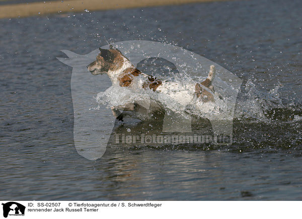 rennender Jack Russell Terrier / running Jack Russell Terrier / SS-02507