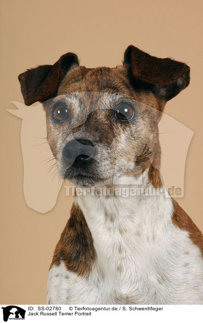 Jack Russell Terrier Portrait / Jack Russell Terrier Portrait / SS-02780