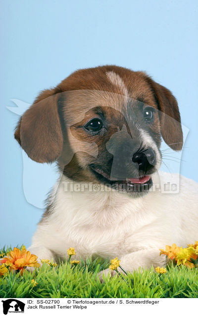 Jack Russell Terrier Welpe / SS-02790