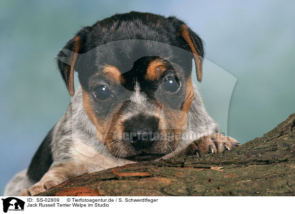 Jack Russell Terrier Welpe im Studio / Jack Russell Terrier puppy / SS-02809