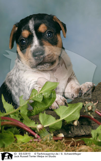 Jack Russell Terrier Welpe im Studio / Jack Russell Terrier puppy / SS-02810