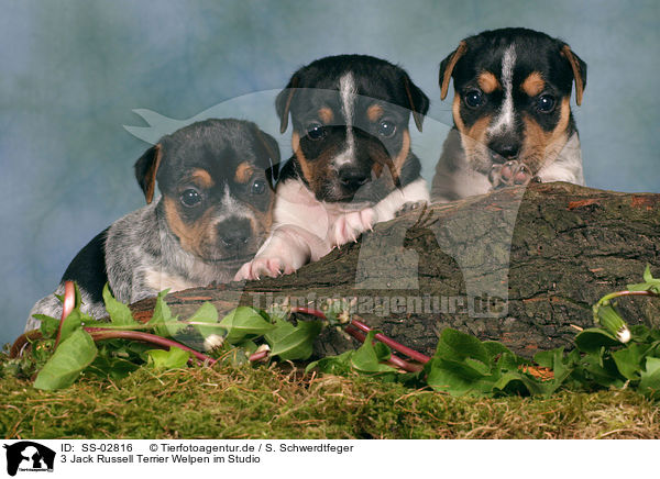 3 Jack Russell Terrier Welpen im Studio / 3 Jack Russell Terrier puppies / SS-02816