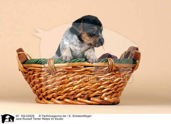 Jack Russell Terrier Welpe im Studio / Jack Russell Terrier puppy / SS-02828