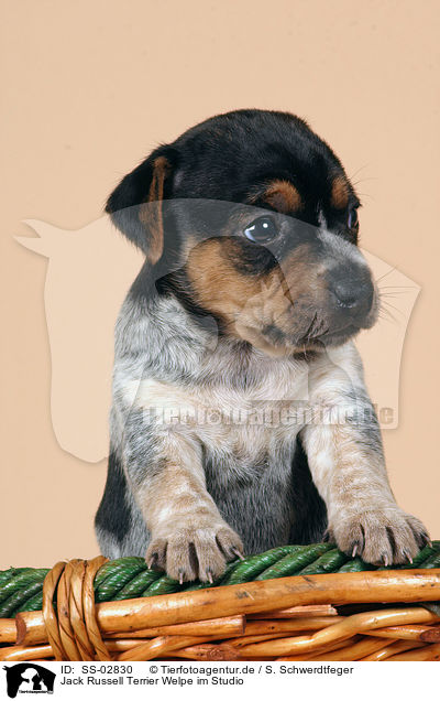 Jack Russell Terrier Welpe im Studio / Jack Russell Terrier puppy / SS-02830