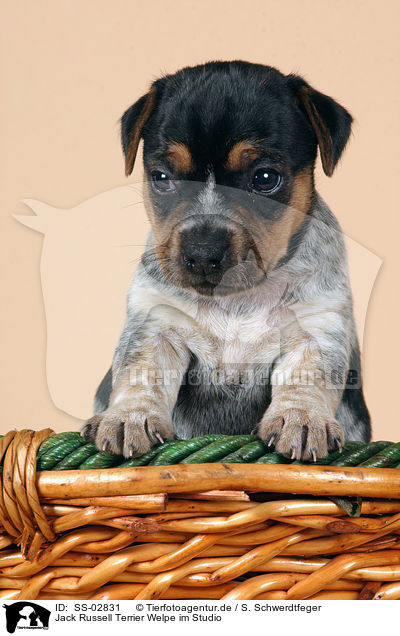 Jack Russell Terrier Welpe im Studio / Jack Russell Terrier puppy / SS-02831