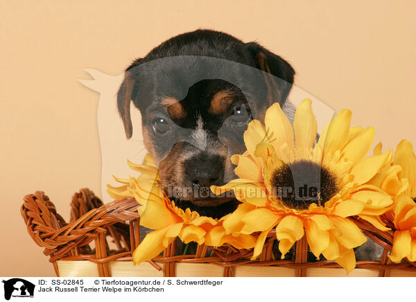 Jack Russell Terrier Welpe im Krbchen / SS-02845