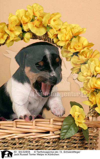 Jack Russell Terrier Welpe im Krbchen / SS-02848