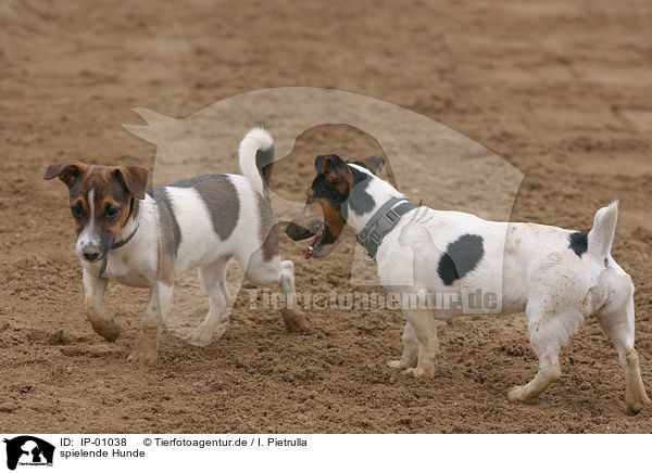 spielende Hunde / playing dogs / IP-01038