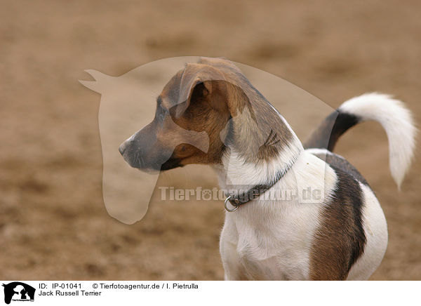 Jack Russell Terrier / Jack Russell Terrier / IP-01041