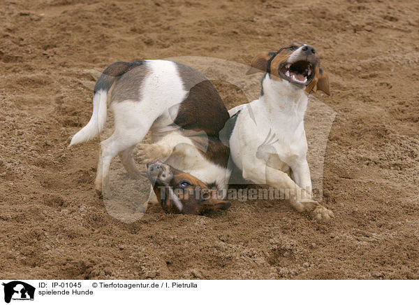 spielende Hunde / playing dogs / IP-01045