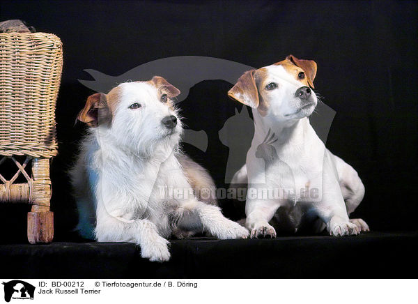 Jack Russell Terrier / Jack Russell Terrier / BD-00212