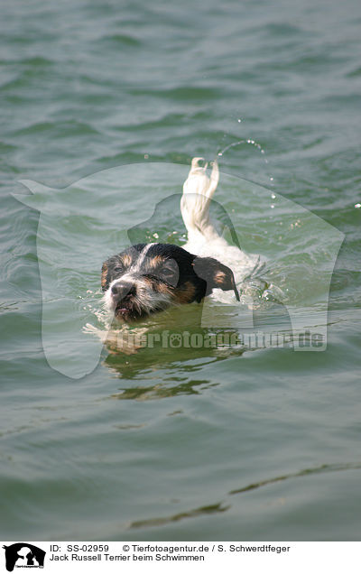 Jack Russell Terrier beim Schwimmen / swimming Jack Russell Terrier / SS-02959