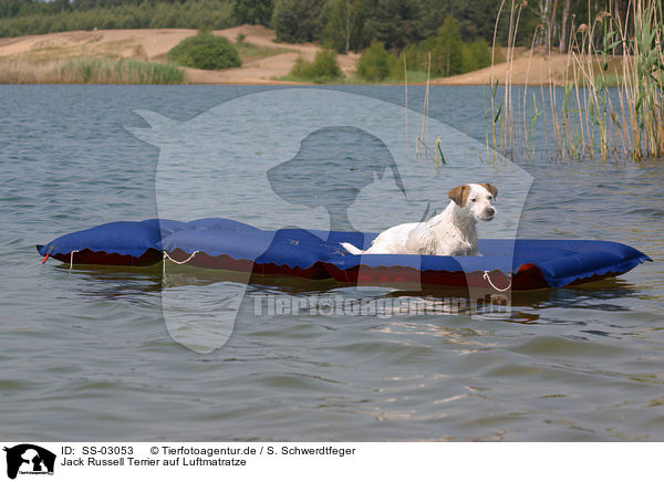 Jack Russell Terrier auf Luftmatratze / SS-03053