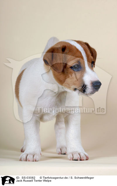 Jack Russell Terrier Welpe / SS-03082