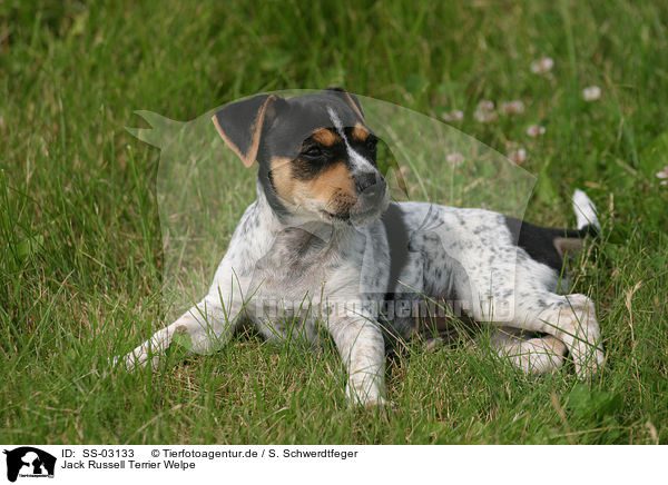 Jack Russell Terrier Welpe / Jack Russell Terrier Puppy / SS-03133