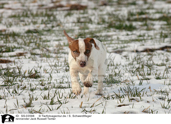 rennender Jack Russell Terrier / running Jack Russell Terrier / SS-03588