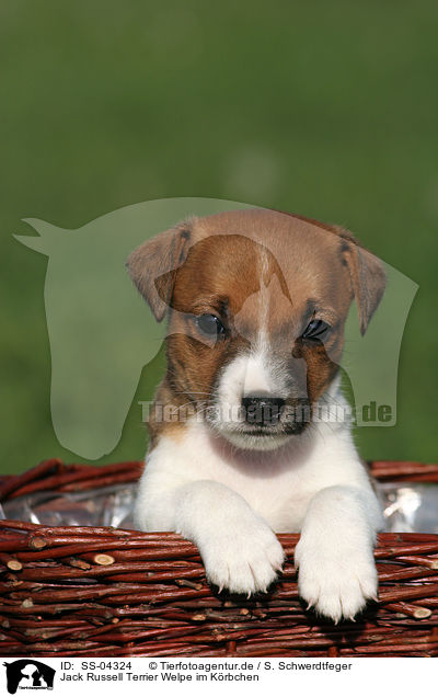 Jack Russell Terrier Welpe im Krbchen / Jack Russell Terrier Puppy in basket / SS-04324