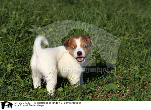 Jack Russell Terrier Welpe / Jack Russell Terrier Puppy / SS-04333