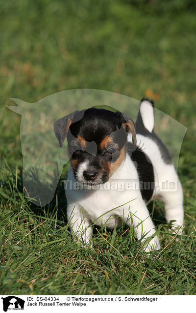 Jack Russell Terrier Welpe / Jack Russell Terrier Puppy / SS-04334