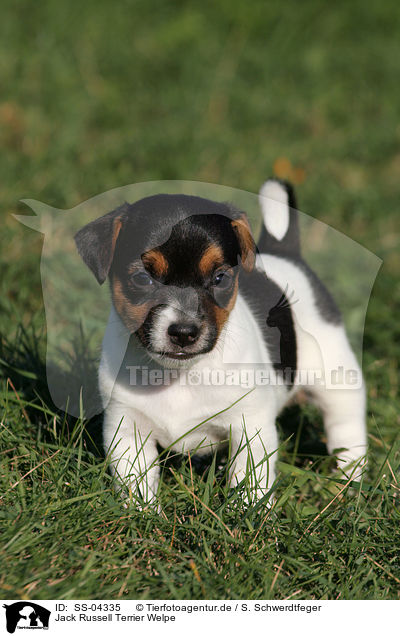 Jack Russell Terrier Welpe / Jack Russell Terrier Puppy / SS-04335