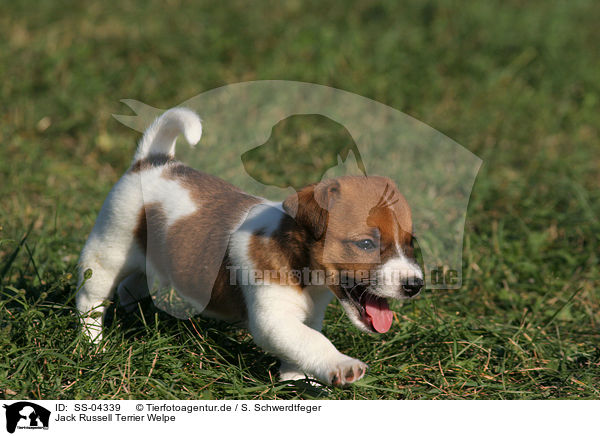 Jack Russell Terrier Welpe / Jack Russell Terrier Puppy / SS-04339