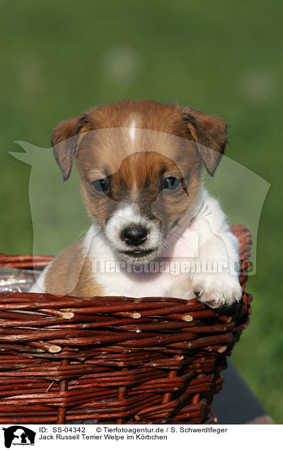 Jack Russell Terrier Welpe im Krbchen / Jack Russell Terrier puppy in basket / SS-04342