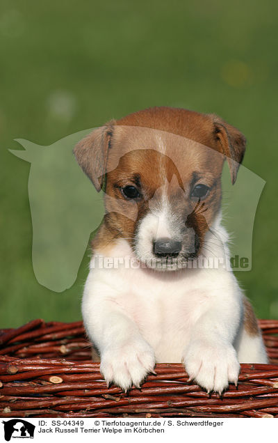 Jack Russell Terrier Welpe im Krbchen / Jack Russell Terrier puppy in basket / SS-04349