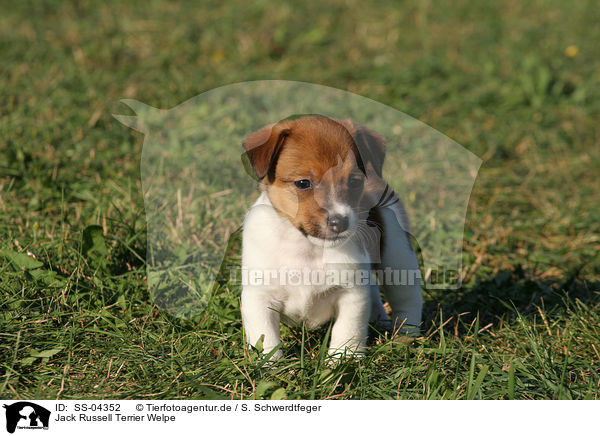 Jack Russell Terrier Welpe / Jack Russell Terrier Puppy / SS-04352