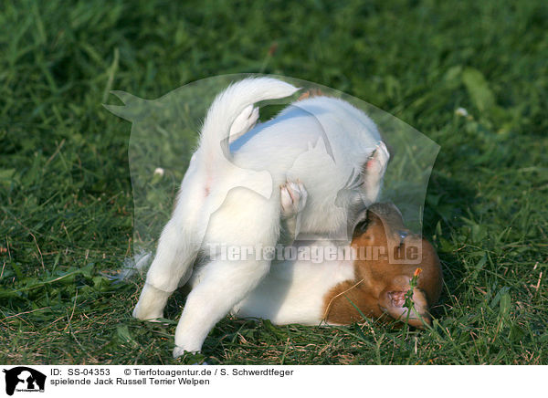 spielende Jack Russell Terrier Welpen / playing Jack Russell Terrier puppies / SS-04353