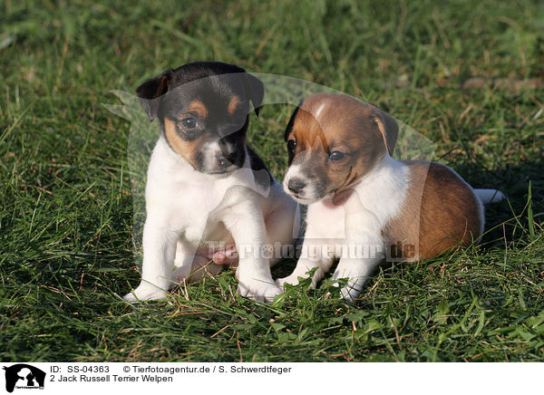 2 Jack Russell Terrier Welpen / Jack Russell Terrier Puppies / SS-04363