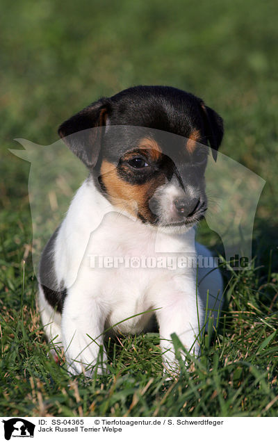 Jack Russell Terrier Welpe / Jack Russell Terrier Puppy / SS-04365