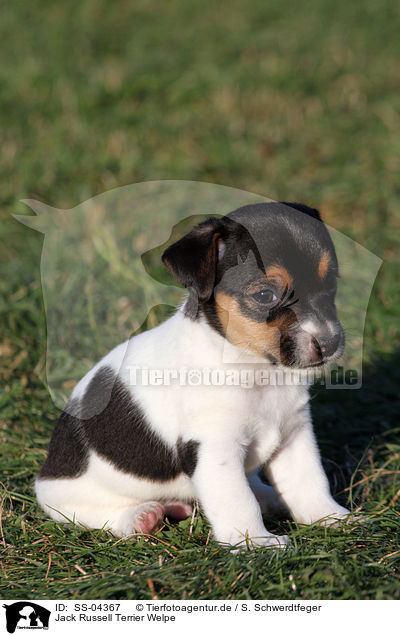 Jack Russell Terrier Welpe / Jack Russell Terrier Puppy / SS-04367