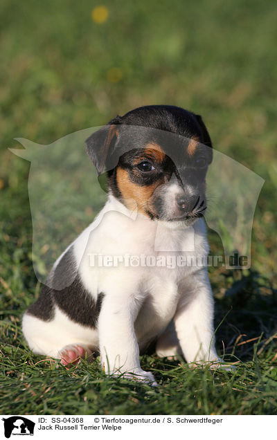 Jack Russell Terrier Welpe / Jack Russell Terrier Puppy / SS-04368