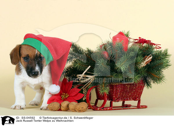Jack Russell Terrier Welpe zu Weihnachten / SS-04592