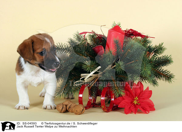 Jack Russell Terrier Welpe zu Weihnachten / SS-04593