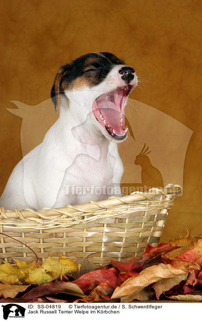 Jack Russell Terrier Welpe im Krbchen / Jack Russell Terrier Puppy in basket / SS-04819