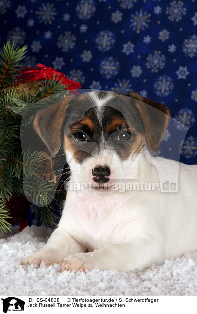 Jack Russell Terrier Welpe zu Weihnachten / Jack Russell Terrier Puppy at christmas / SS-04838