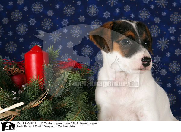 Jack Russell Terrier Welpe zu Weihnachten / Jack Russell Terrier Puppy at christmas / SS-04843