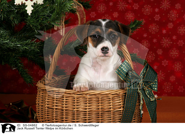 Jack Russell Terrier Welpe im Krbchen / Jack Russell Terrier puppy in basket / SS-04862